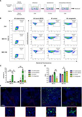 Airway epithelial cells mount an early response to mycobacterial infection